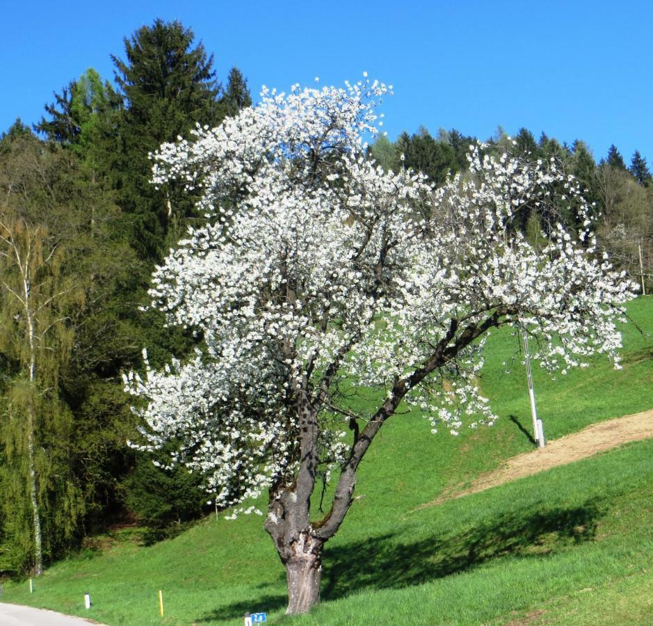 Ferienwohnungen Bauernhof Schilcher Sankt Stefan im Lavanttal エクステリア 写真
